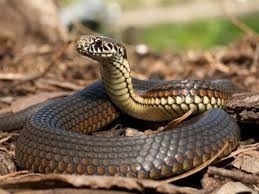 snake kerala awareness