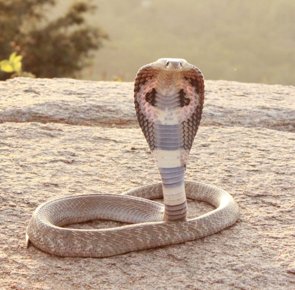 moorkhan
