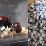 ant smuggling kerala