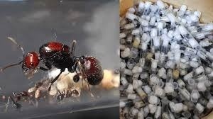 ant smuggling kerala